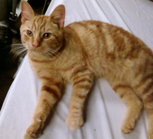 orange hair cat