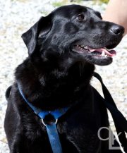Hunter, an adopted Labrador Retriever & Black Labrador Retriever Mix in Thomasville, NC_image-1