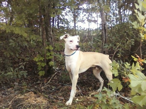 Apollo, an adoptable Whippet in Westminster, SC, 29693 | Photo Image 2