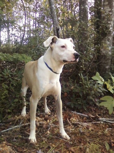 Apollo, an adoptable Whippet in Westminster, SC, 29693 | Photo Image 3