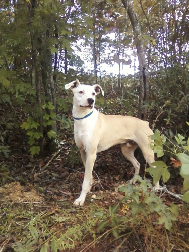 Apollo, an adoptable Whippet in Westminster, SC, 29693 | Photo Image 1