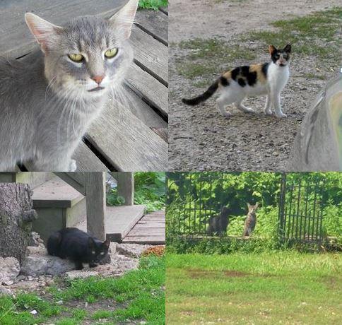 Outdoor cats for adoption hotsell near me