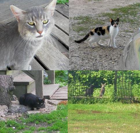 Barn Cats 1