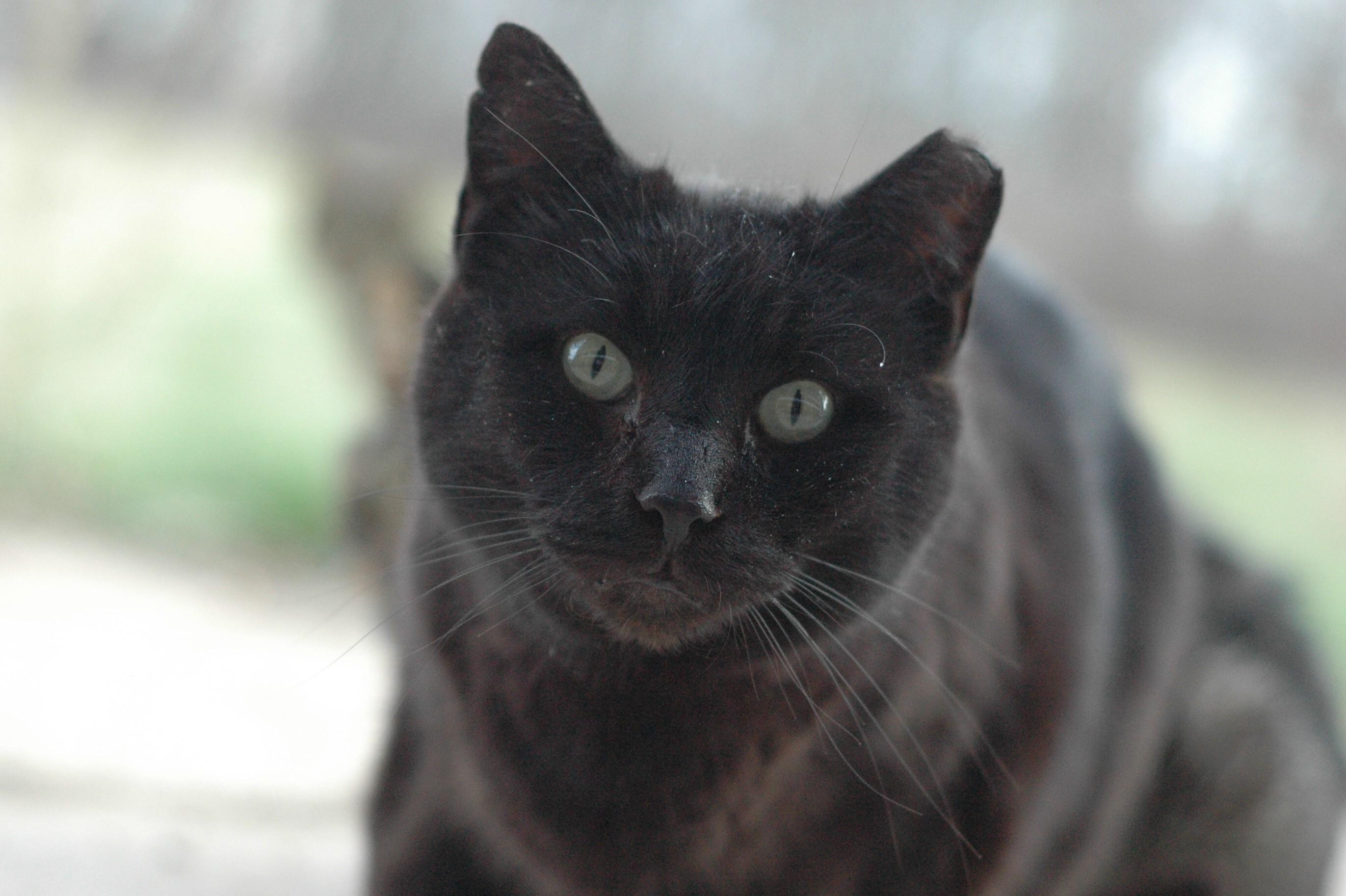 Barn Cats