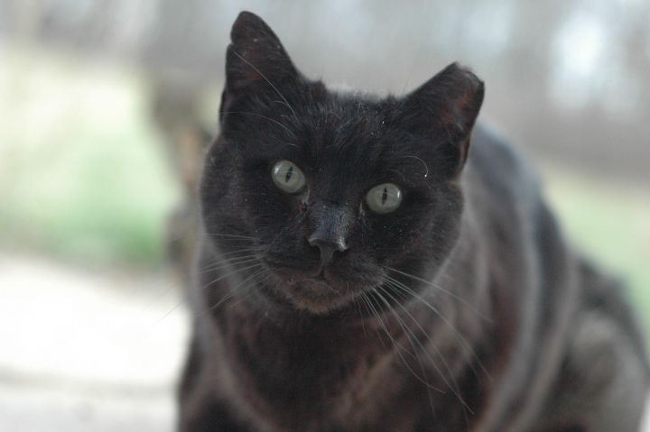 Cat for adoption - Barn Cats, a Domestic Short Hair & Domestic Long ...