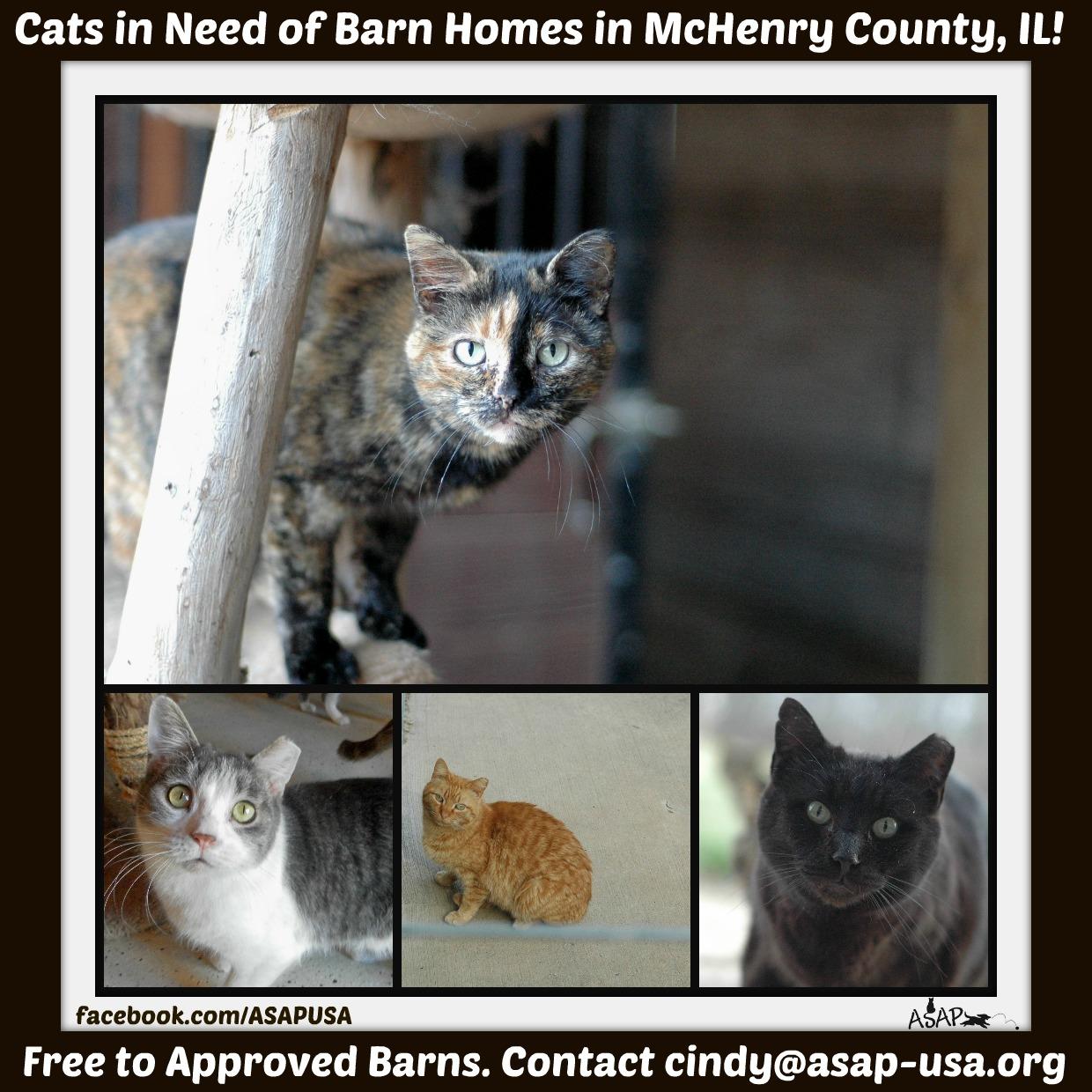Barn Cats, an adoptable Domestic Short Hair, Domestic Long Hair in Marengo, IL, 60152 | Photo Image 3
