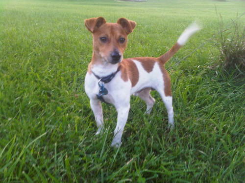 Romeo, an adopted Jack Russell Terrier Mix in Seville, OH_image-2