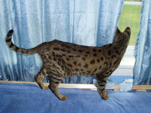Cheeta 2