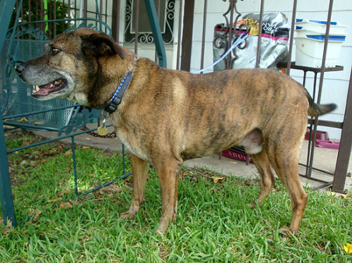 Jackson, an adoptable Pit Bull Terrier & Shepherd Mix in Fort Worth, TX_image-1