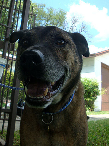 Jackson, an adoptable Pit Bull Terrier, Shepherd in Fort Worth, TX, 76126 | Photo Image 3