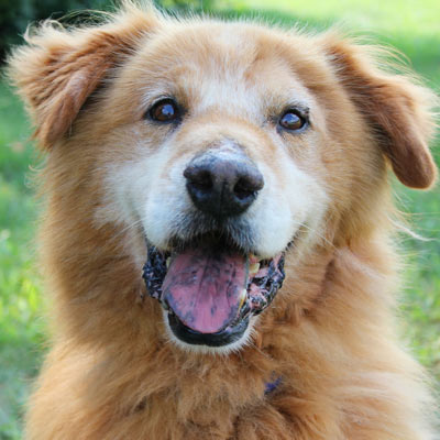 Toffee, an adopted Golden Retriever & Chow Chow Mix in Kansas City, KS_image-1