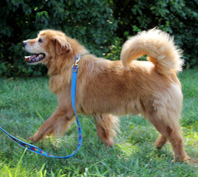 Toffee, an adopted Golden Retriever & Chow Chow Mix in Kansas City, KS_image-2