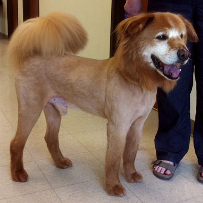 Toffee, an adopted Golden Retriever & Chow Chow Mix in Kansas City, KS_image-3