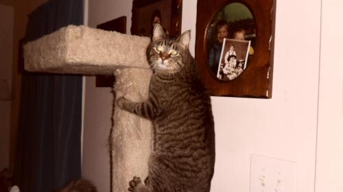 Beth, an adoptable Domestic Short Hair in Henderson, KY, 42420 | Photo Image 1