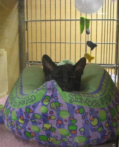 Grover  Cornish Rex @WYOPetSmart 2