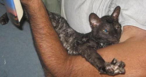 Grover  Cornish Rex @WYOPetSmart