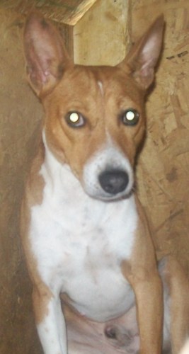 Indiana, an adopted Basenji Mix in Sparta, TN_image-1