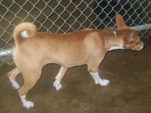Indiana, an adopted Basenji Mix in Sparta, TN_image-2