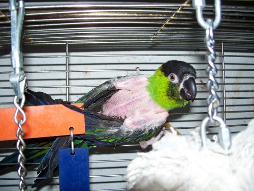 Cricket, an adoptable Conure in Windsor, SC_image-1
