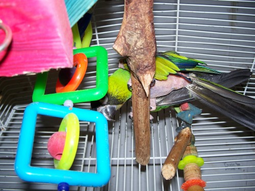 Cricket, an adoptable Conure in Windsor, SC_image-2