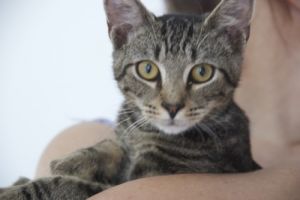 Little Thomas