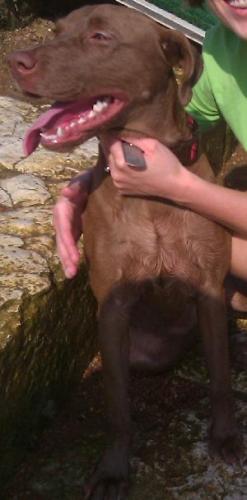 Sedona/ Izzy, an adoptable Chocolate Labrador Retriever in Austin, TX, 78708 | Photo Image 2