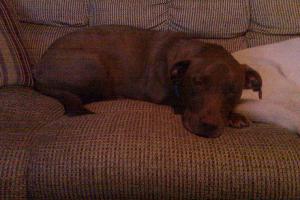 Sedona/ Izzy, an adoptable Chocolate Labrador Retriever in Austin, TX, 78708 | Photo Image 3