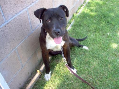 Dog For Adoption - Jorja Brown, A Black Labrador Retriever & Pit Bull  Terrier Mix In Los Angeles, Ca | Petfinder