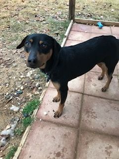 Bailey 1