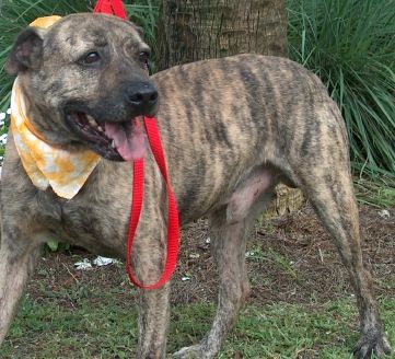 FRANKY, an adopted American Bulldog Mix in Port Saint Joe, FL_image-3