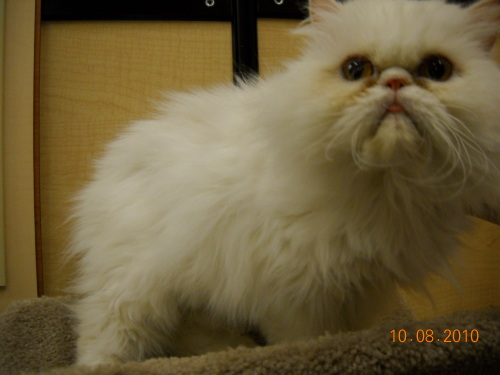 Bella, an adopted Persian Mix in Duluth, GA_image-1