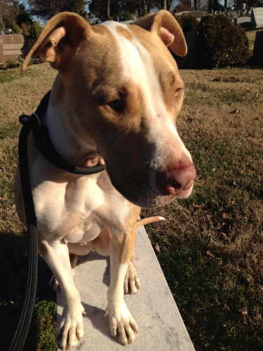 Boomer - Adopted!, an adopted Hound & American Staffordshire Terrier Mix in Bloomfield, NJ_image-2