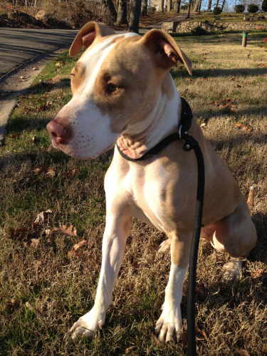 Boomer - Adopted!, an adopted Hound & American Staffordshire Terrier Mix in Bloomfield, NJ_image-1