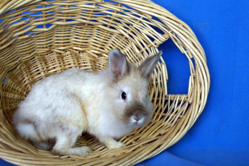 Dazzle, an adopted Lionhead Mix in Appleton, WI_image-1