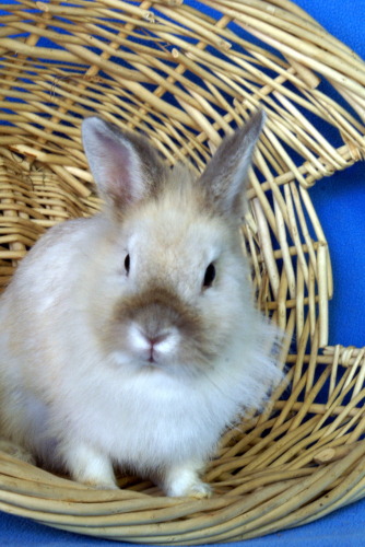 Dazzle, an adopted Lionhead Mix in Appleton, WI_image-2