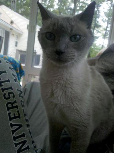 O'rion, an adopted Siamese & Domestic Short Hair Mix in Cumberland, ME_image-2