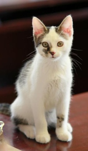Patch, an adopted Domestic Short Hair & Tabby Mix in Bethesda, MD_image-1