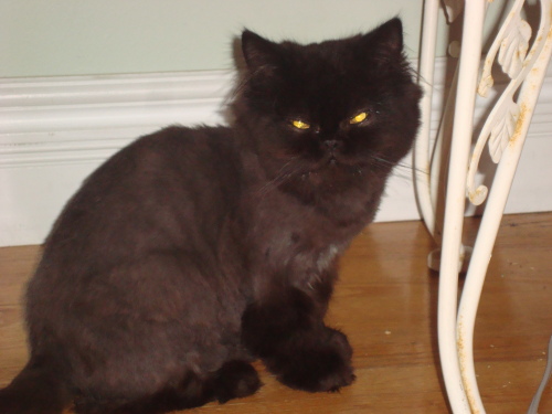 Tishimongo, an adopted Persian Mix in Scarborough, ON_image-2