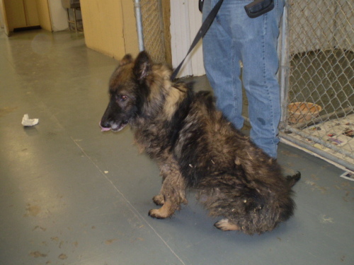luke URGENT, an adopted German Shepherd Dog Mix in Point Pleasant, WV_image-1