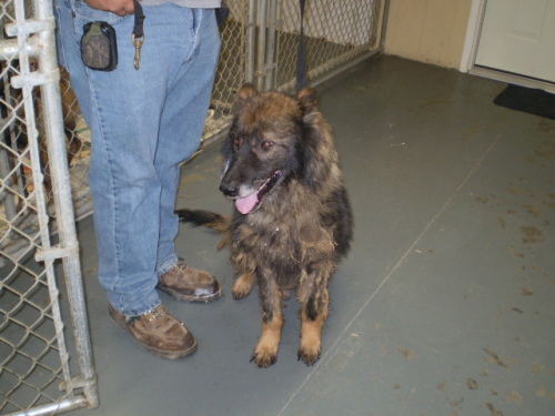 luke URGENT, an adopted German Shepherd Dog Mix in Point Pleasant, WV_image-2