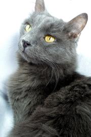 Jay, an adopted Domestic Short Hair & Manx Mix in Merriam, KS_image-3
