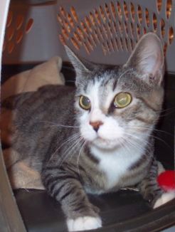 Hope, an adopted Tabby Mix in Annapolis, MD_image-1