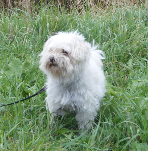 Poupou