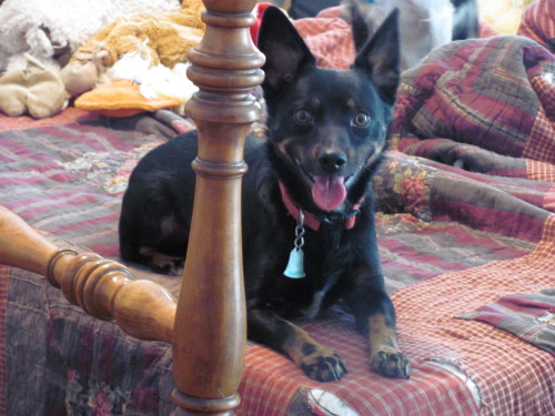 D'Ogey (sweet & shy senior, special needs, age 14), an adoptable Lancashire Heeler in Kaufman, TX, 75142 | Photo Image 1