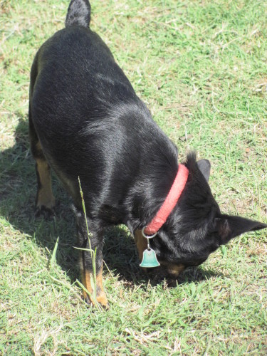 D'Ogey (sweet & shy senior, special needs, age 14), an adoptable Lancashire Heeler in Kaufman, TX, 75142 | Photo Image 3