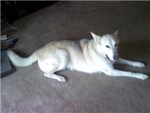 Smokey-ADOPTED!! 1