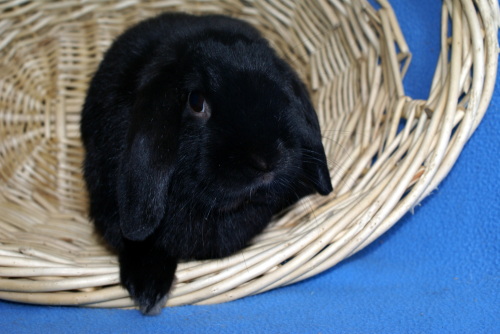 Trick, an adopted Mini Lop Mix in Appleton, WI_image-1