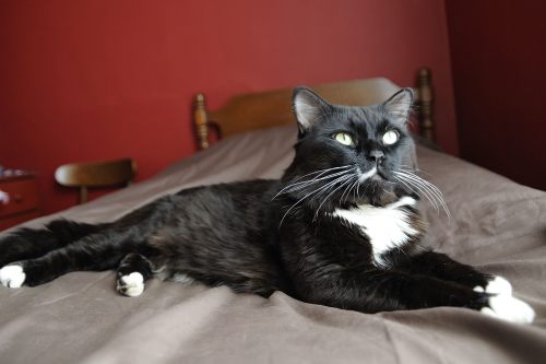 Cookie, an adopted Domestic Medium Hair Mix in Somerville, MA_image-3