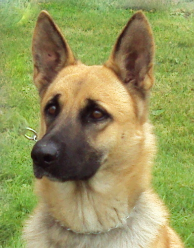 Reese 13, an adopted German Shepherd Dog Mix in Warren, OH_image-1