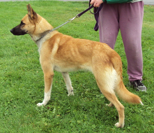 Reese 13, an adopted German Shepherd Dog Mix in Warren, OH_image-3